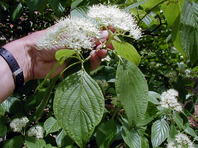 <p>scientific name</p>