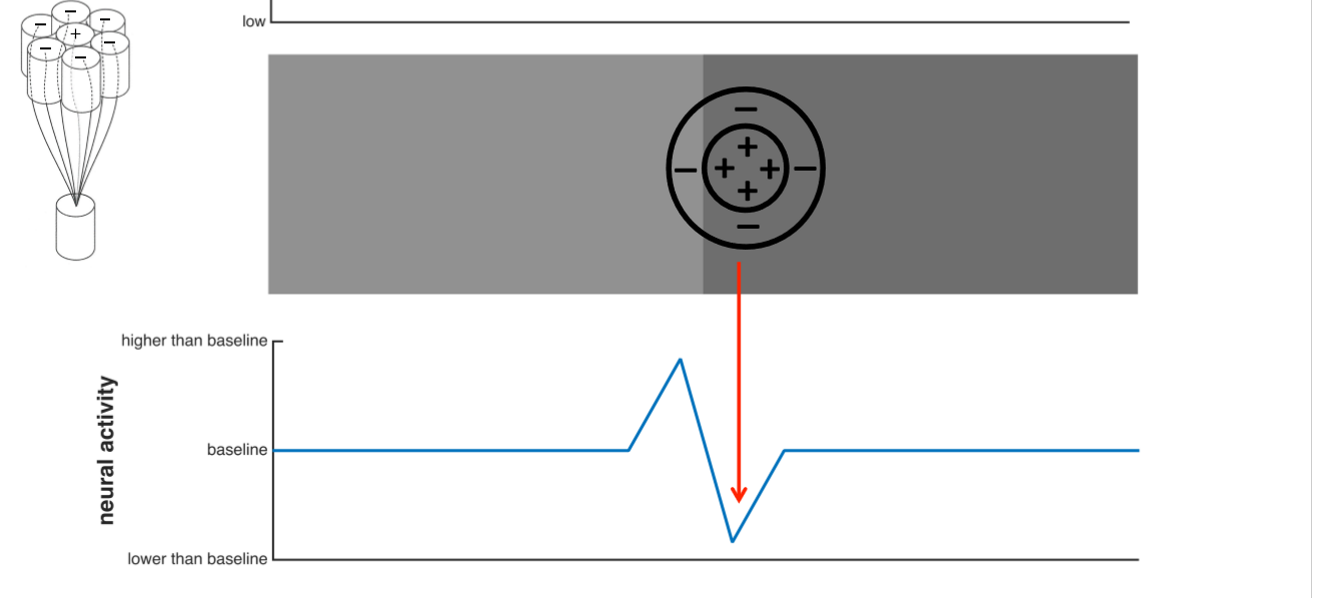 <p>As the eye moves across an edge (from light to dark) the inhibitory edge area of receptive field recieves the colour change info first. eg. darker area causes reduction in negative votes from surround - therefore overall neural acitvity increases above baseline (less inhibition). Then the centre passes from light to dark and the other side of the receptive field is the only part in the light. Therfore inhibition increases again causing a ‘BLIP’. </p>