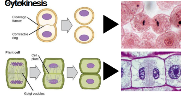 <p>cleavage furrow and contractile ring are present</p>