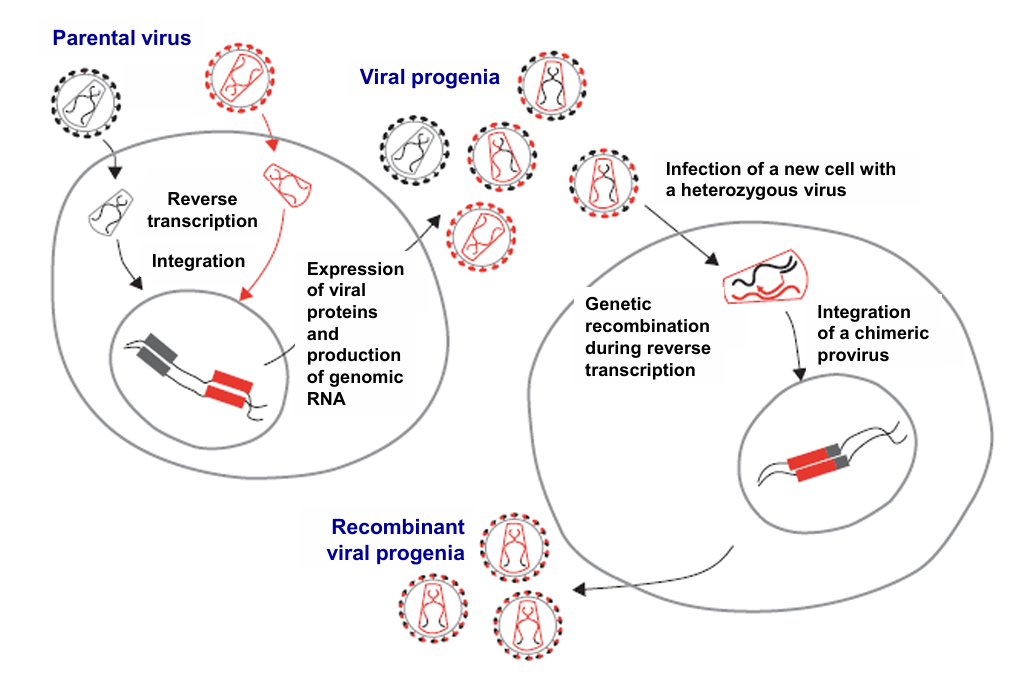 <p>Exchange of fragments of genetic material (DNA or RNA) among parental viral genome</p>