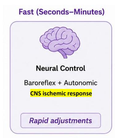 <p>Answer: Increased stimulation of the medullary vasomotor center.</p><p>Extra Information:</p><ul><li><p>The patient has a BP of 52/30 mm Hg.</p></li><li><p>This severe hypotension can activate the CNS ischemic response.</p></li></ul><p>The medullary vasomotor center is a group of neurons in the medulla oblongata of the brain that regulates blood vessel diameter and blood pressure</p>
