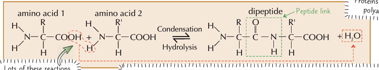 <ul><li><p><strong>Hot aqueous 6 mol dm–3 hydrochloric acid</strong></p></li><li><p><strong>heated under reflux for 24 hours</strong></p></li><li><p>product: <strong> ammonium salts</strong> of the amino acids - <strong>neutralised using a base.</strong></p></li><li><p><strong>chromatography</strong> to identify the amino acid monomers</p></li></ul><p></p>
