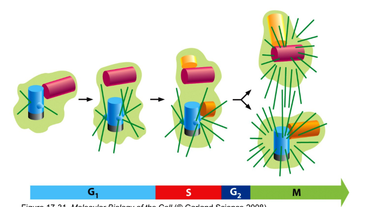 <p>G1 = 1 centrosome </p><p>S + G2 → centrosome = duplicated but @ 1 side of nucleus</p>