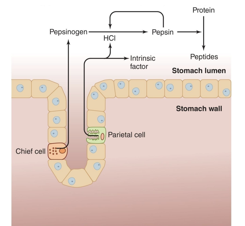 <p>-first step of protein digestion, NOT AA but into smaller peptides</p><p>-pepsinogen → pepsin; protective so make sure left cell before activate, bc not specific</p><p>-chief cell; activate with HCl</p>