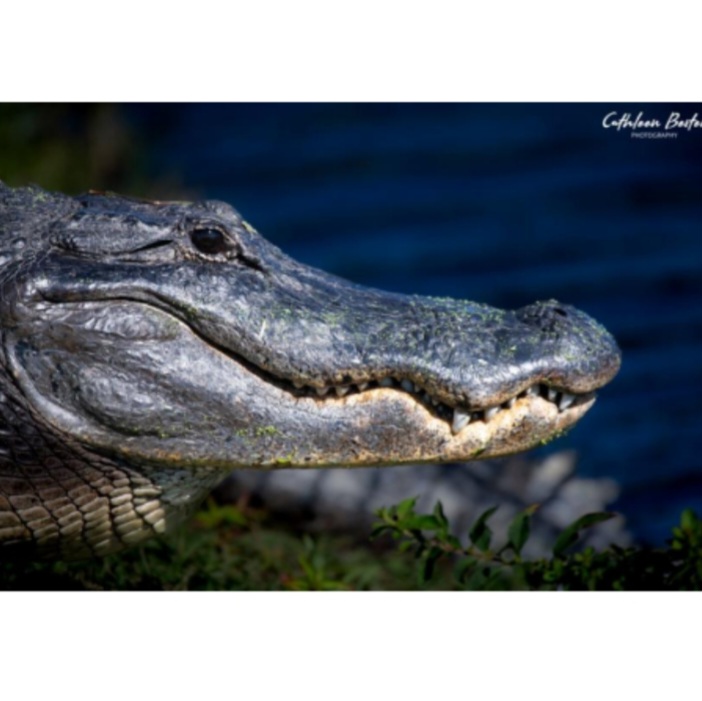 <p>name this animal</p>