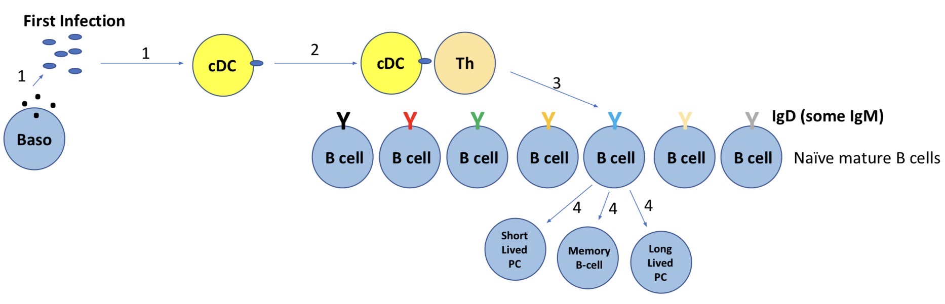 <p>Divide into memory B cells</p><p>SLPC & LLPC</p>