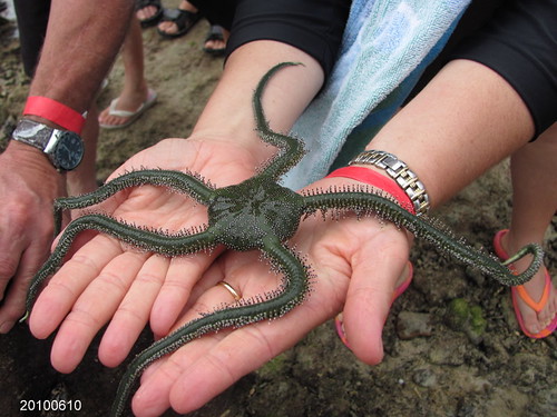 <p>Brittle Star</p>