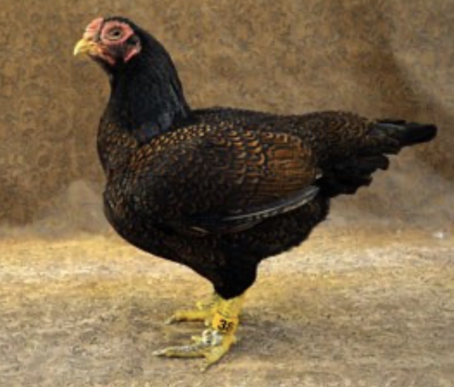 <p>What animal is this</p>