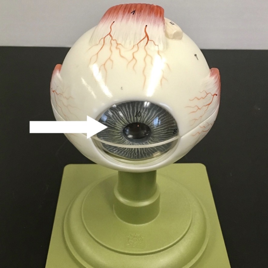 <p><span>name the BLUE/GRAY structure at the end of the arrow's point</span></p>