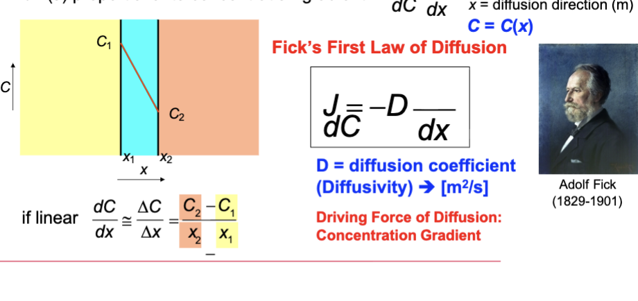 <ul><li><p>flux is independent of time </p></li><li><p>J flux proportional to concentration gradient </p></li></ul><p></p>