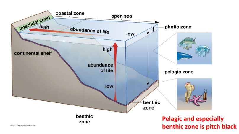 <p>Benthic zone (ocean depths)</p>