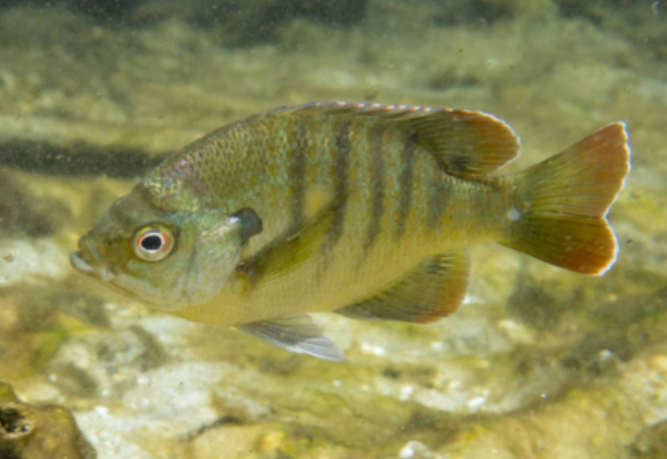 <p>Lepomis macrochirus</p><p>nonnative </p><p>sunfish</p><p>bluish-black earflap </p>