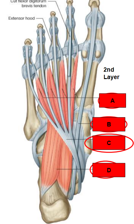 <p>What is indicated by C?</p>