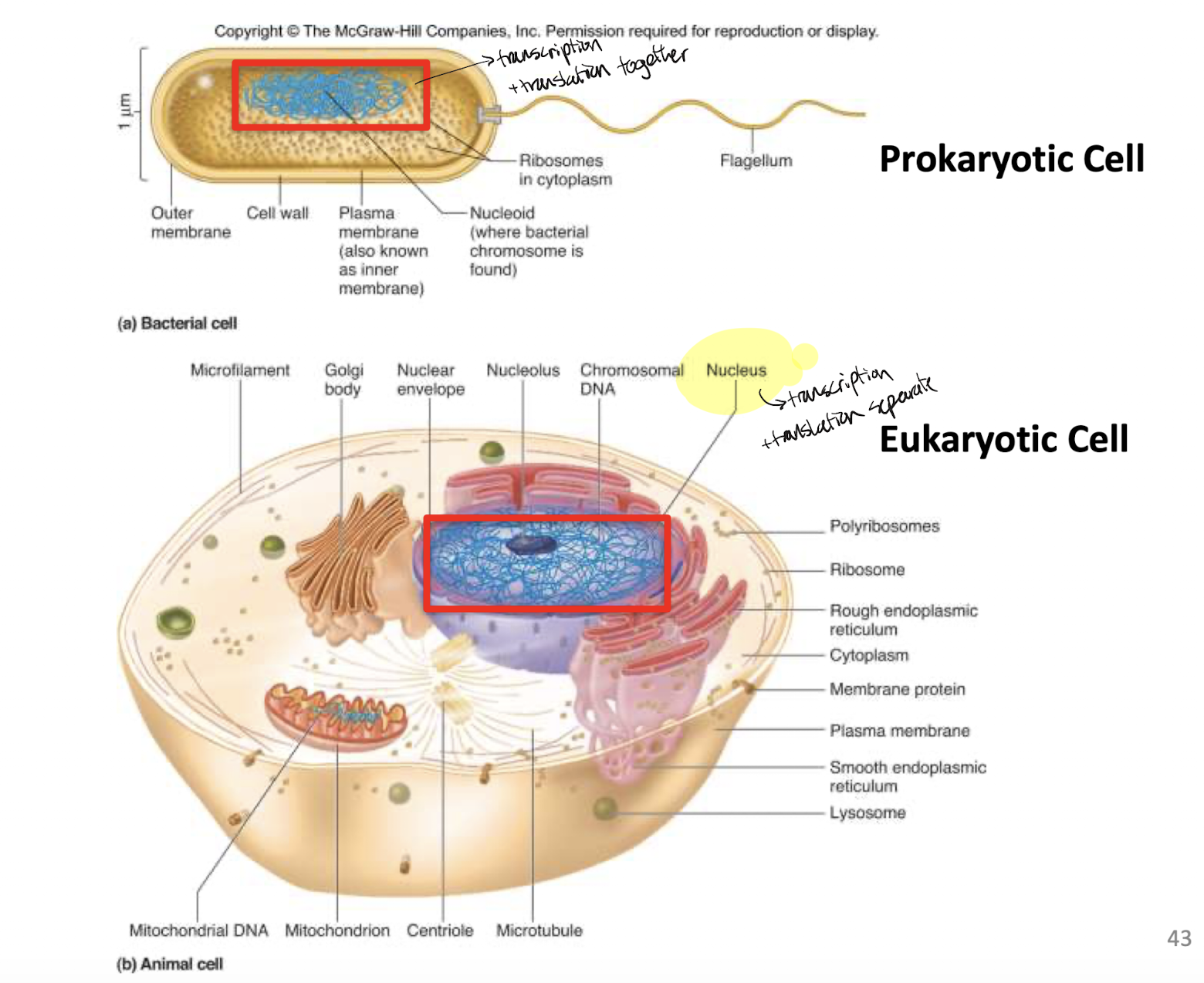 <p>Prokaryotes: chromosomes located throughout the cell, localized. Transcription and translation happen together</p><p>Eukaryotes: chromosomes located in the nucleus. Transcription occurs in nucleus, translation occurs outside (separate)</p>