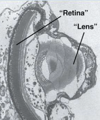 <p>What unique structural feature do some protists have?</p>