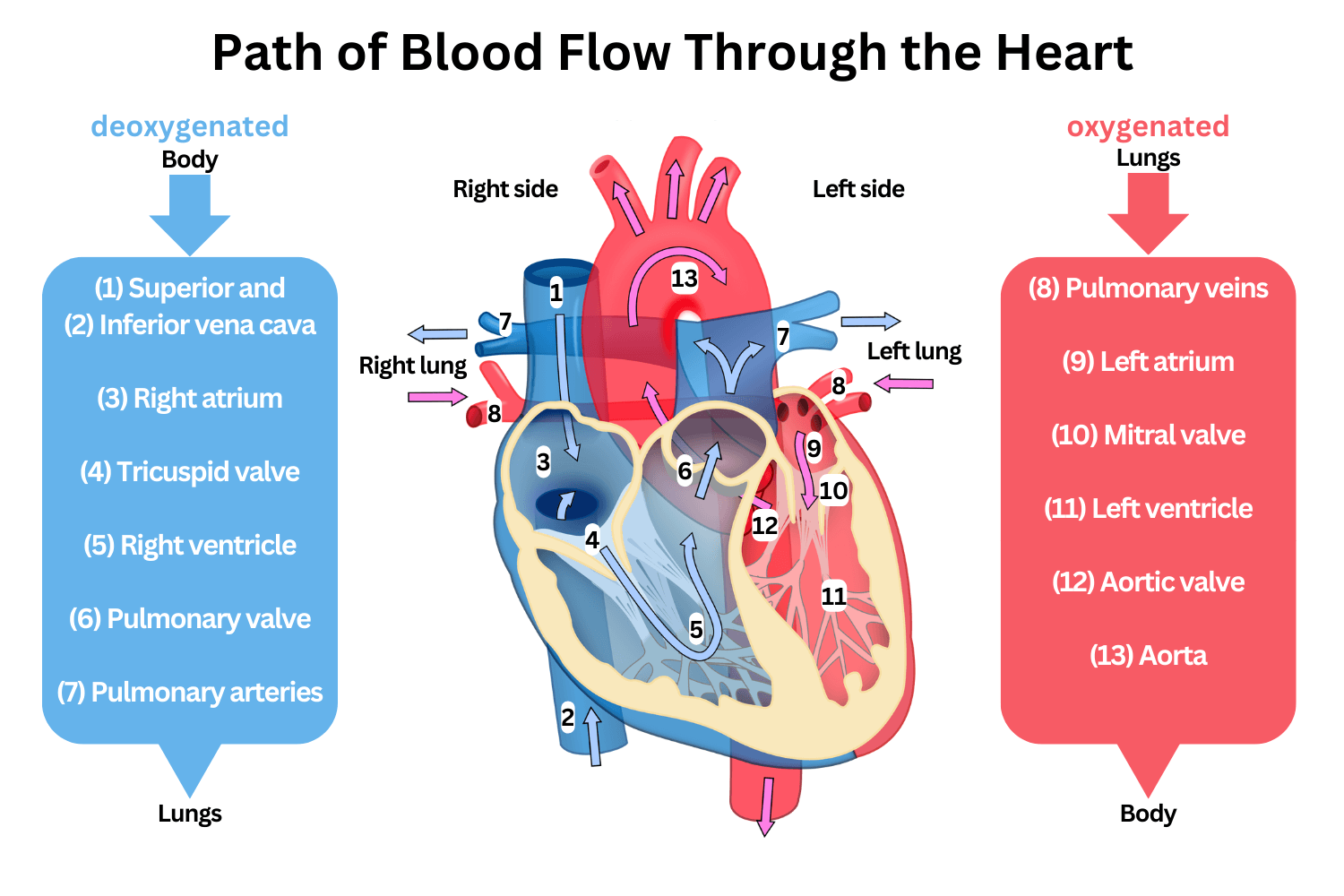 <p><strong>Body → vena cava → right atrium → tricuspid valve → right ventricle → pulmonary semilunar valve → pulmonary artery → lungs → pulmonary vein → left atrium → bicuspid/mitral valve → left ventricle → aortic semilunar valve → aorta → body</strong></p>