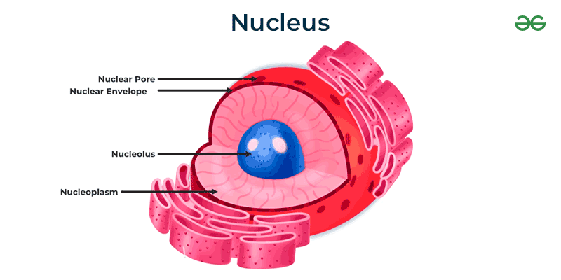<p>What does the nucleolus do within the nucleus? (2)</p>