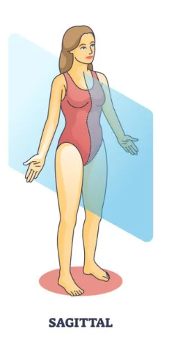 <p>Divides the body into right and left sections</p>