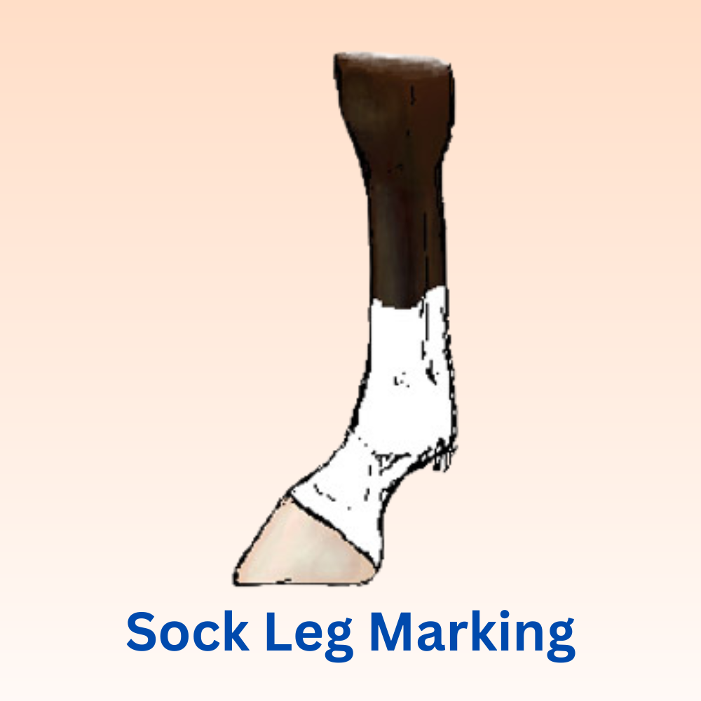 <p>horse leg marking</p>
