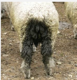 <p>The diarrhea in this sheep is caused by what nematode infection?</p>
