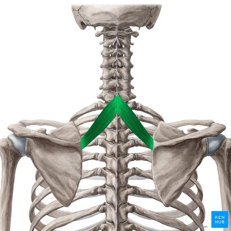 <p>Above the major vertically </p>