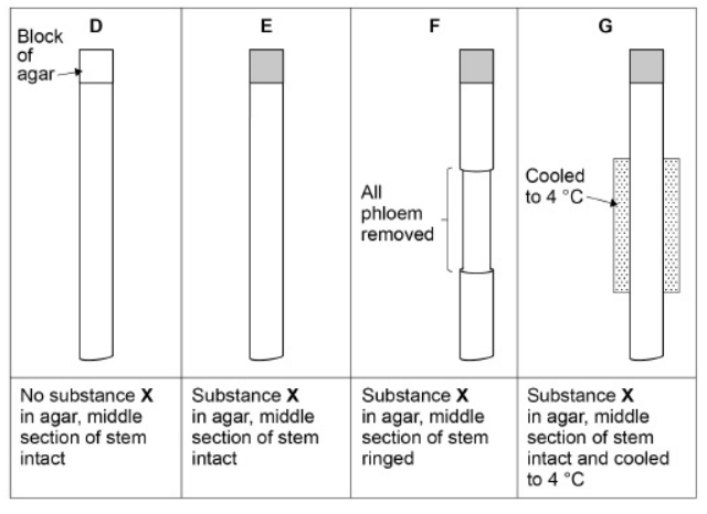 <p>Under the correct conditions, new roots grow from the cut end of a plant stem. A scientist investigated the effect of substance X on the growth of new roots. She used a ringing experiment to investigate the movement of substance X in stems taken from lemon plants. She cut out a length of stem from each plant. She then put a small block of agar on the top of each length of stem. Some agar blocks contained substance X.</p><p>The diagram below shows how she treated each length of stem.</p><p>She grew the lengths of stem in the same environmental conditions for 6 weeks, and then found the number of roots per length of stem. Roots grew at the other end of the stem from where the agar blocks were placed. The table below shows the scientist’s results </p><table style="min-width: 50px;"><colgroup><col style="min-width: 25px;"><col style="min-width: 25px;"></colgroup><tbody><tr><th colspan="1" rowspan="1"><p>Treatment</p></th><th colspan="1" rowspan="1"><p>Mean number of roots per length of stem</p></th></tr><tr><td colspan="1" rowspan="1"><p>D</p></td><td colspan="1" rowspan="1"><p>5</p></td></tr><tr><td colspan="1" rowspan="1"><p>E</p></td><td colspan="1" rowspan="1"><p>11</p></td></tr><tr><td colspan="1" rowspan="1"><p>F</p></td><td colspan="1" rowspan="1"><p>4</p></td></tr><tr><td colspan="1" rowspan="1"><p>G</p></td><td colspan="1" rowspan="1"><p>3</p></td></tr></tbody></table><p>The mass flow hypothesis is used to explain the movement of substances through phloem. Evaluate whether the information from this investigation supports this hypothesis. Do not consider statistical analysis in the answer. (4) </p>