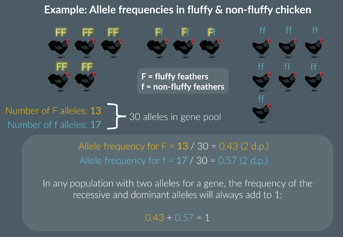 <p>Probabilities will add up to 1</p><p>We can then calculate the homozygous dominant by p(dominant) x p(dominant)</p><p>To calculate the heterozygous recessive p(recessive) x p(recessive)</p>