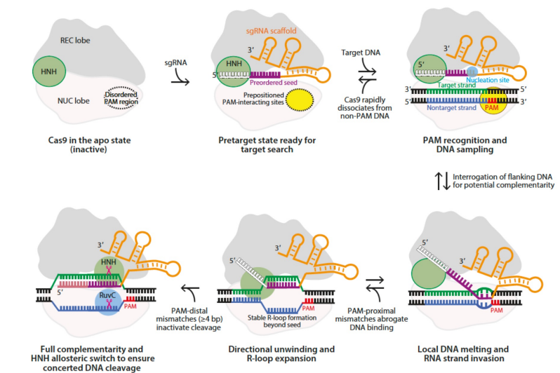 <ol><li><p>Apo protein cas9 (inactive) → no cleaving</p></li><li><p>binding of the RNA: 2 RNA → crRNA (unique) & tracer RNA (structural). Gets turned into single guide RNA (sgRNA) which is a fusion of the structural RNA and the engineered RNA</p></li><li><p>re-organization of the PAM recognition region which then enables binding to 5’-NGG-3’ (any nucleotide, 2 guanines)</p></li><li><p>melts target DNA (target strand and non-target strand)</p></li><li><p>W-C between sgRNA and target DNA </p></li><li><p>moves HNH domain over the cute site → allows for cleavage 3 nucleotides away from PAM </p></li></ol><p></p>