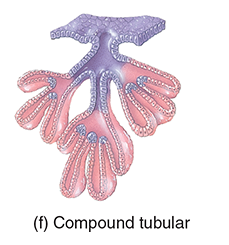 <p>Compound tubular</p>