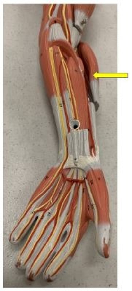 <p>flexes forearm at elbow</p>