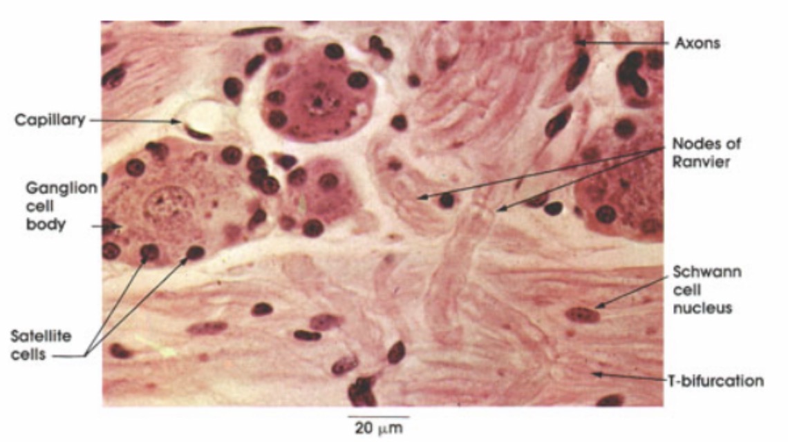 <p><span>Satellite glial cells: Function and etc: Surround neuron cell bodies in PNS ganglia and support the neuronal environment.</span></p>