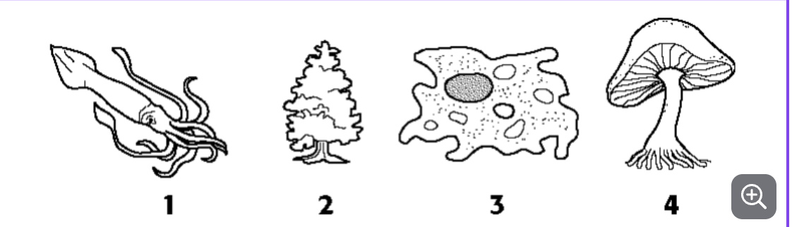 <p><span>Refer to the illustration above. Label the each organism with its kingdom name.</span></p>
