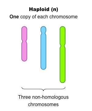 <ul><li><p>Cell containing 1 copy of every chromosome</p><ul><li><p>Humans: haploid number of 23</p></li><li><p>Nucleus of a gamete is described as haploid</p></li></ul></li></ul><p></p>