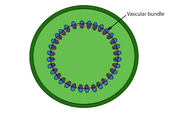 <p>ringed vascular tissue</p>