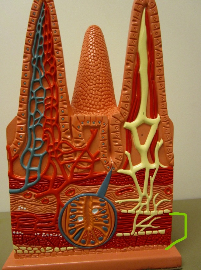 knowt flashcard image