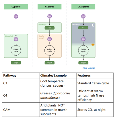 <ul><li><p><span>High affinity of PEP carboxylase for CO2</span></p></li><li><p><span>Efficient use of N for growth and organic solute production</span></p></li></ul><ul><li><p><span>C4 photosynthesis is less efficient at colder temps</span></p></li></ul><p></p>