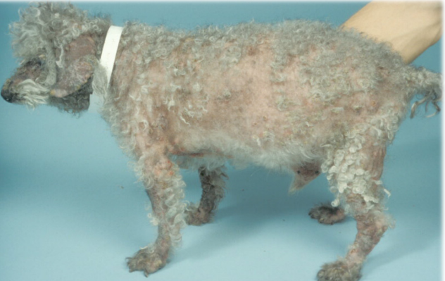 <p>what disease is this?</p>