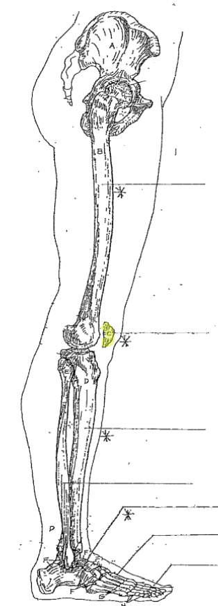 <p>What is the highlighted part of the leg? </p>