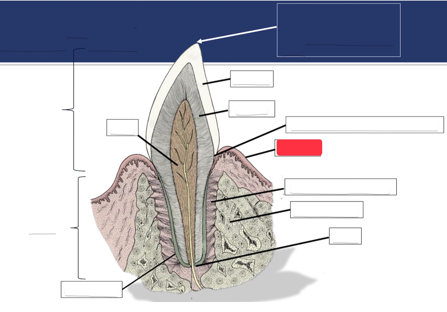 <p>Label this part of the tooth.</p>