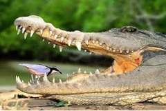 <p>Birds and crocodiles</p>