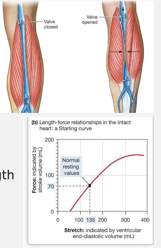 <p><strong><u>Veinous Return</u></strong></p><ul><li><p>amount of blood that returns to the heart</p></li></ul><ol><li><p><strong>Pocket Valves</strong>: prevent blood from flowing backwards</p></li><li><p><strong>Skeletal Muscle Pump</strong>: contract muscle and squeezes blood up. When relaxed, the blood could move down, but the pocket valves prevent that. </p></li><li><p><strong>Respiratory Pump</strong>: creates areas of low pressure. When you inhale, there is a decrease in pressure in the thoracic cavity and heart → helps draw blood from the rest of the body back to the heart. </p></li></ol><p><strong><u>Contractility of the Heart</u></strong></p><ol><li><p><strong>Increased Ca<sup>2+</sup></strong>: can’t do mechanical summation because of the longer AP. Cardiac muscle gets Ca<sup>2+</sup> from extracellular fluid, if more channels open, more Ca<sup>2+</sup> in → more Ca<sup>2+</sup>: out of SR → generates more force</p></li><li><p><strong>Sympathetic Division</strong></p></li><li><p><strong>Increasing Muscle Fiber Length</strong> → Frank Sterling Law</p></li></ol><ul><li><p>increase by changing EDV, increased EDV = increased stretch = increased formation of cross-bridges</p></li><li><p>creates more force</p></li></ul><p></p>