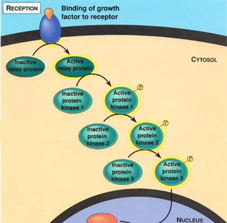 <p>The process by which a cell responds to substances outside the cell through signaling molecules found on the surface of and inside the cell</p>