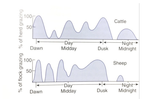 <ul><li><p>more grazing right before/around sunrise</p></li><li><p>some night grazing occurs during summer months</p></li><li><p>occurs more in spring and summer</p></li></ul><p></p>