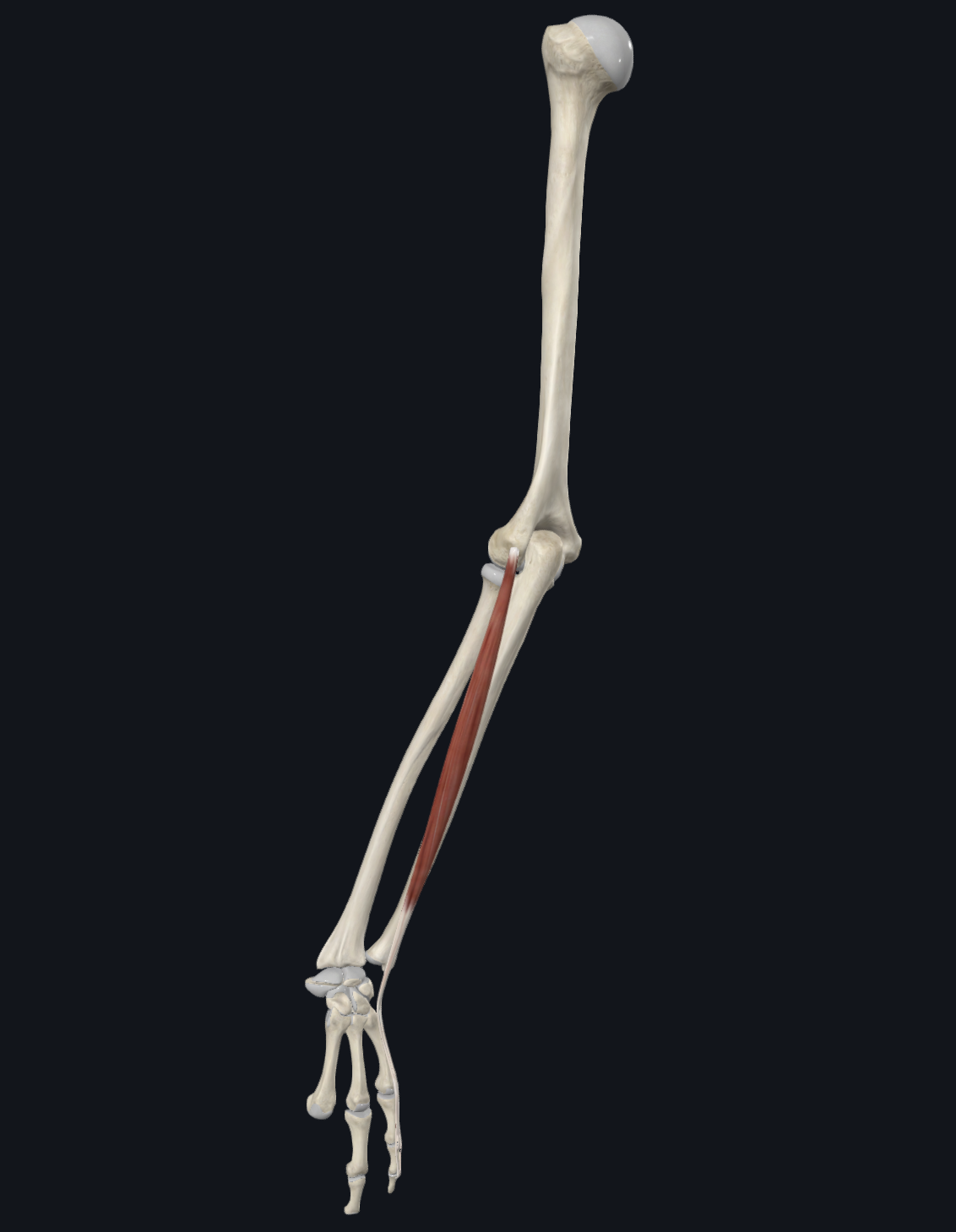 <p>Extensor digiti minimi</p>