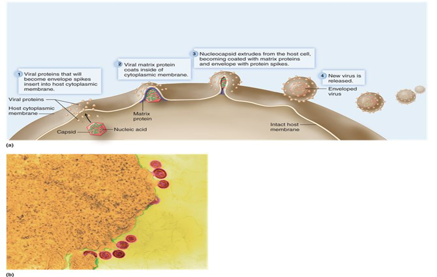 <p><span style="font-family: "Wingdings 2";"></span>Naked viruses are released from the cell by <strong>lysis</strong>.</p><p>Enveloped viruses are released through the process of <strong><u>budding</u></strong>.</p>
