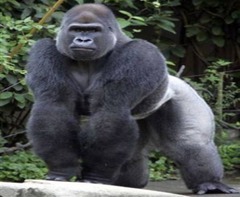 <p>A big and strong black ape that lives in the jungle is a _____.</p>