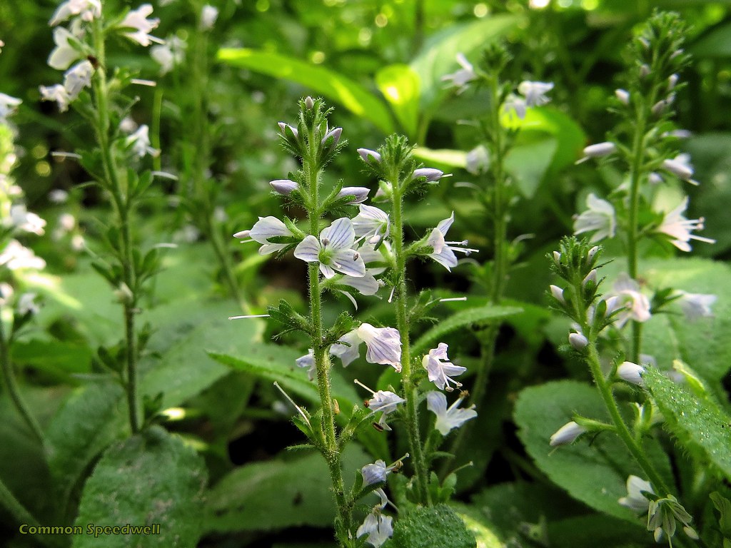 <p>Veronica officinalis</p>