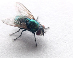 <p>A small buzzing insect with wings that lands on food is a _____.</p>
