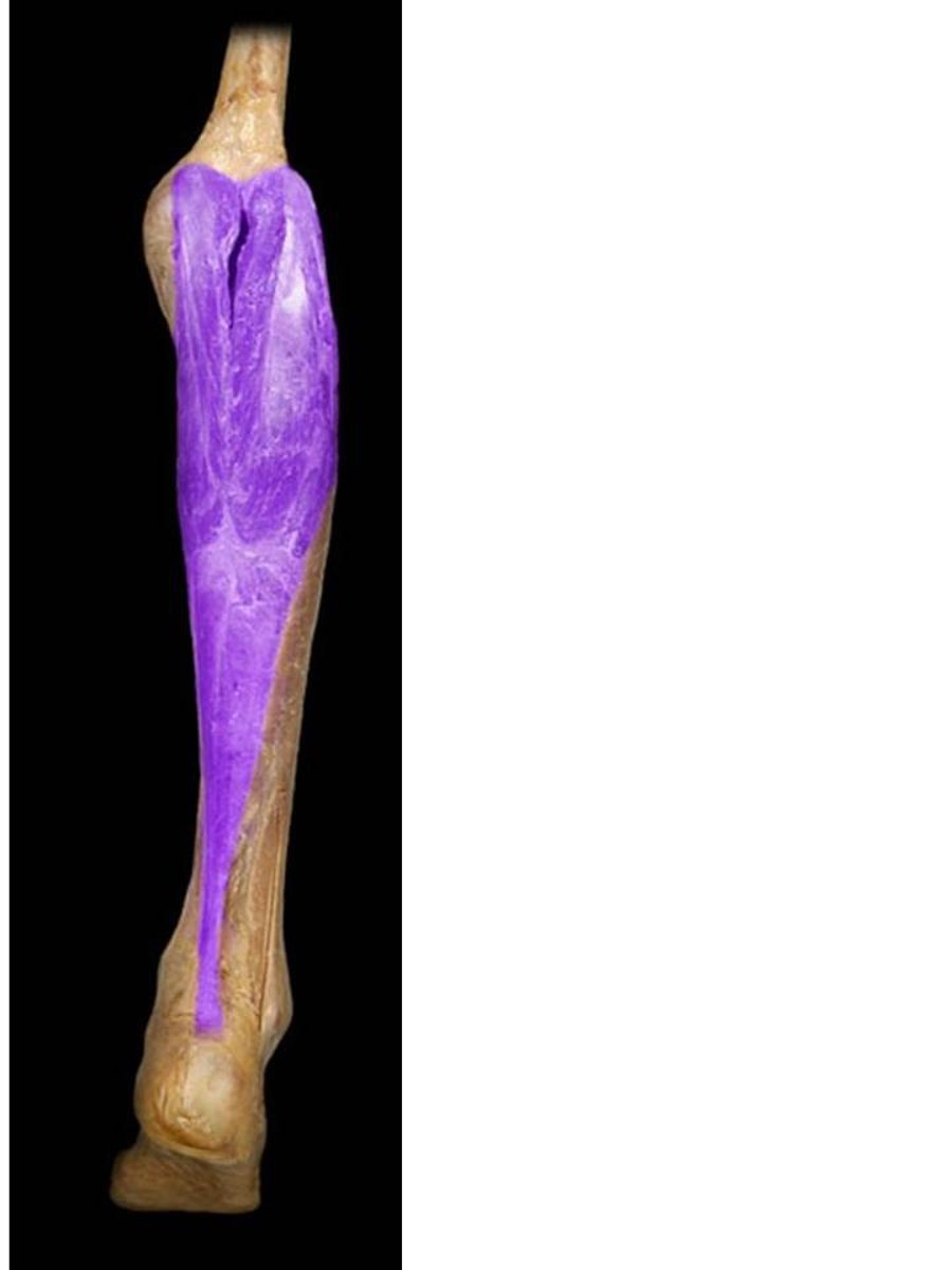 <p>Origin: Femur</p><p>Insertion: Calcaneus</p>