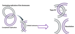<p>Resolution of DNA replication catenanes:</p><p>.________ catalyzes a breaking and re-joining event (like DNA gyrase) that passes the chromosomes through one another, resolving the link.</p>
